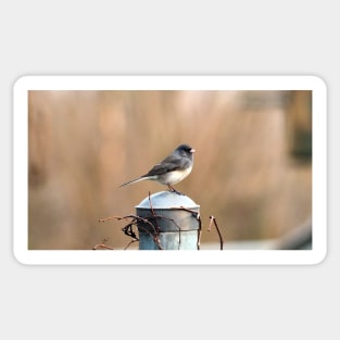 Dark-eyed Junco Standing On A Post Sticker